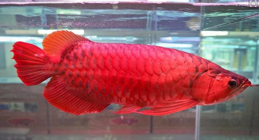 紅龍魚跟金龍魚哪個好養：紅龍魚和金龍魚哪個好養