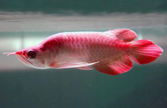 紅龍魚跟金龍魚哪個好養：紅龍魚和金龍魚哪個好養