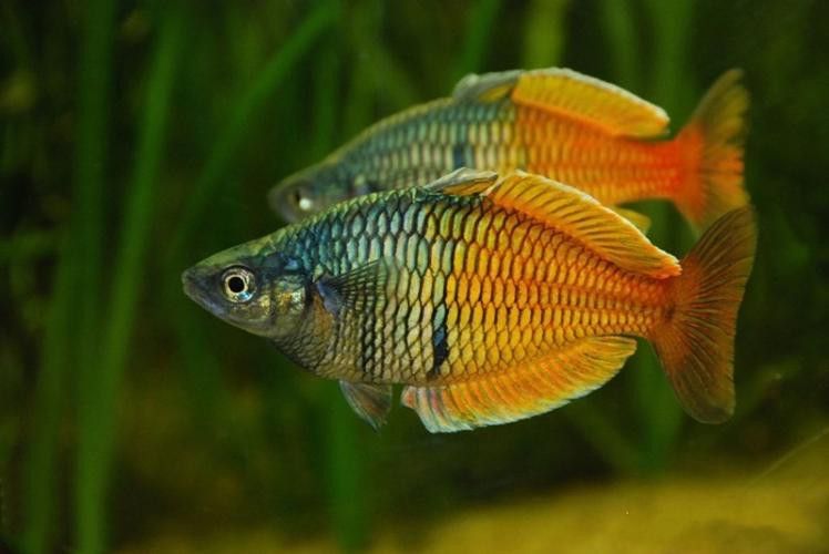 紅龍魚跟金龍魚哪個好養：紅龍魚和金龍魚哪個好養