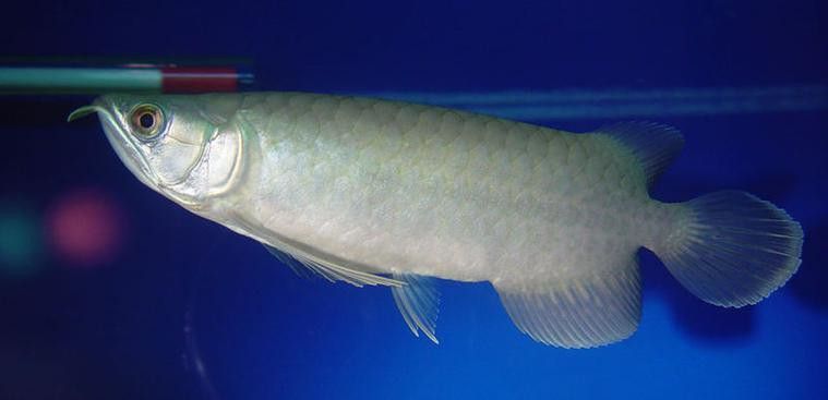 紅龍魚跟金龍魚哪個好養：紅龍魚和金龍魚哪個好養