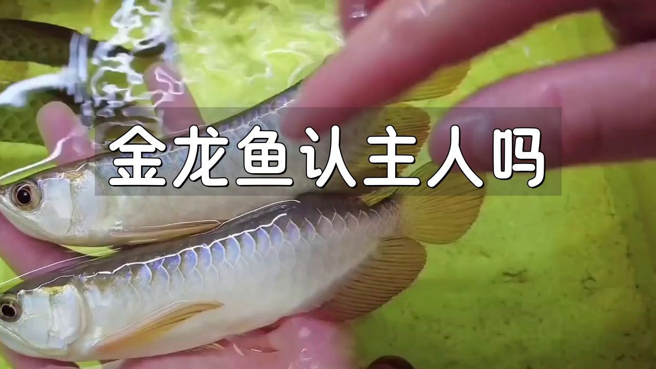 過背金龍認(rèn)主的表現(xiàn)