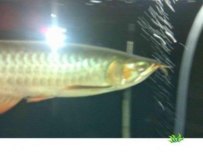 龍魚(yú)疾病的原因有哪些癥狀：龍魚(yú)作為受歡迎的觀賞魚(yú)可能會(huì)遭遇多種疾病及其原因和癥狀