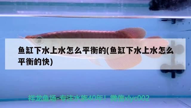 龍魚吃了有白點病的草金：龍魚吃了有白點病的草金會感染白點病嗎？