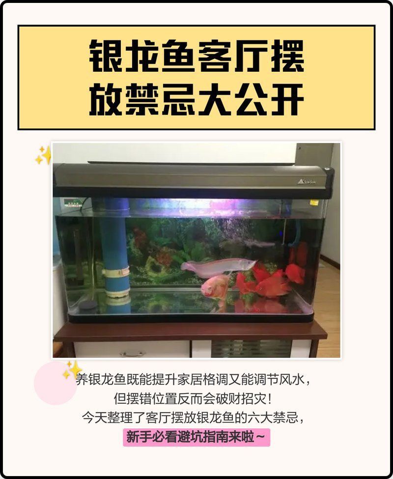 龍魚風水中有哪些禁忌 龍魚風水中有哪些禁忌 龍魚百科 第2張