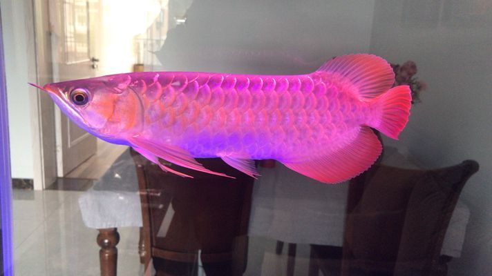 紅龍魚(yú)上色用什么燈光(紅龍魚(yú)上色期的水質(zhì)管理,如何選擇適合紅龍魚(yú)的燈管) 龍魚(yú)百科 第1張 紅龍魚(yú)上色用什么燈光(紅龍魚(yú)上色期的水質(zhì)管理,如何選擇適合紅龍魚(yú)的燈管) 紅龍魚(yú)上色用什么燈光(紅龍魚(yú)上色期的水質(zhì)管理,如何選擇適合紅龍魚(yú)的燈管) 龍魚(yú)百科 第1張