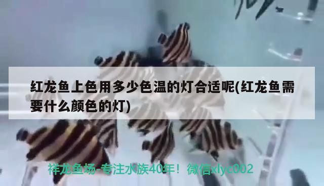紅龍魚(yú)上色用什么燈光(紅龍魚(yú)上色期的水質(zhì)管理,如何選擇適合紅龍魚(yú)的燈管) 龍魚(yú)百科 第2張 紅龍魚(yú)上色用什么燈光(紅龍魚(yú)上色期的水質(zhì)管理,如何選擇適合紅龍魚(yú)的燈管) 紅龍魚(yú)上色用什么燈光(紅龍魚(yú)上色期的水質(zhì)管理,如何選擇適合紅龍魚(yú)的燈管) 龍魚(yú)百科 第2張