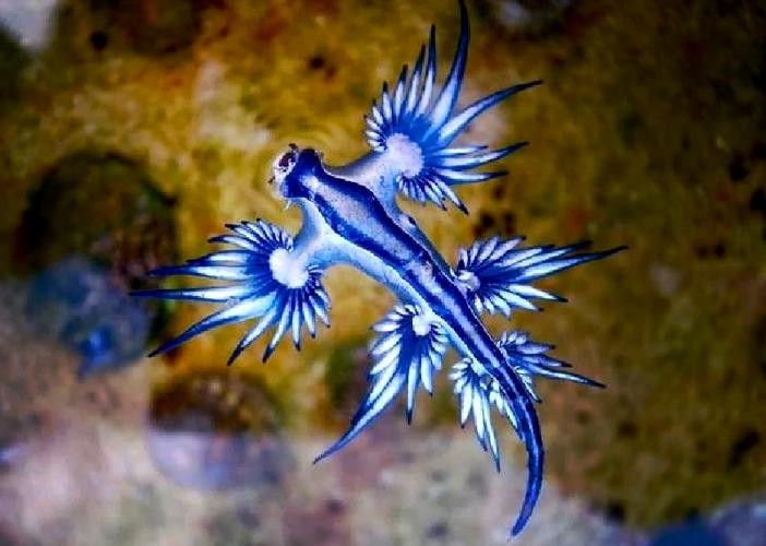 藍龍魚的圖片大全高清圖