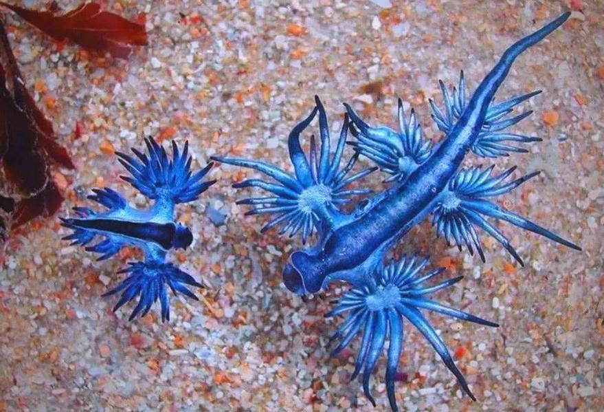 藍龍魚的圖片大全高清圖