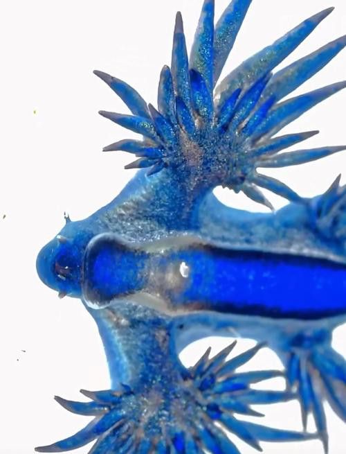 藍龍魚的圖片大全高清圖