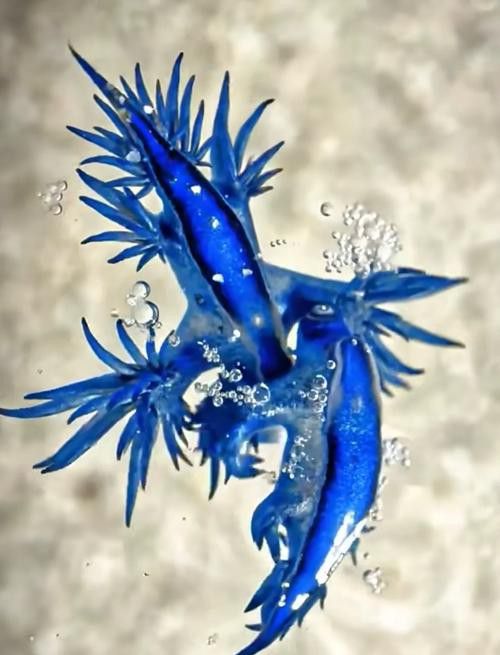 藍龍魚的圖片大全高清圖
