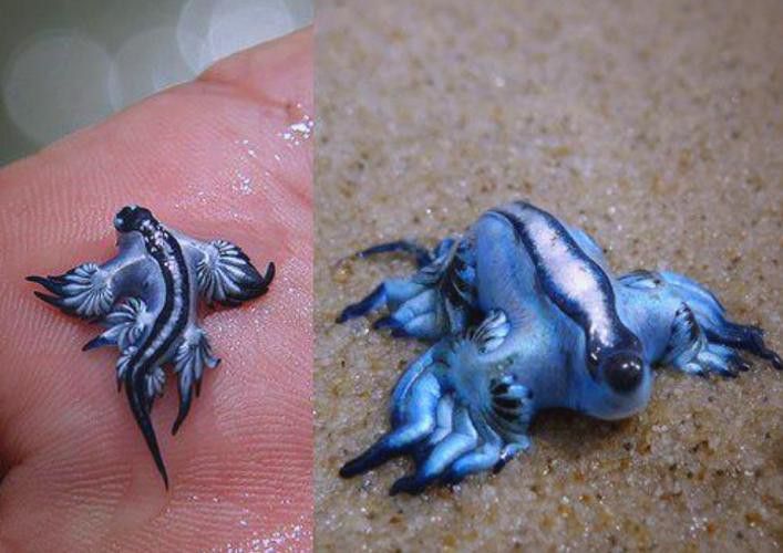 藍龍魚的圖片大全高清圖