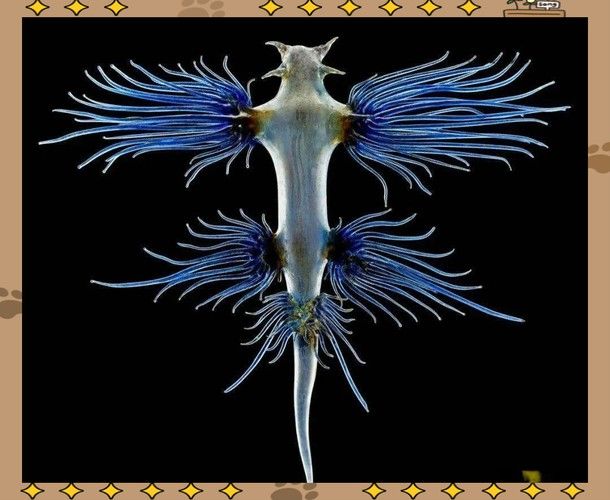 藍龍魚的圖片大全高清圖