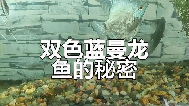藍龍魚的圖片大全高清圖