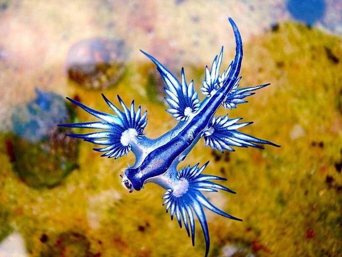 藍龍魚的圖片大全高清圖
