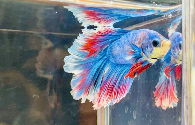 藍龍魚的圖片大全高清圖