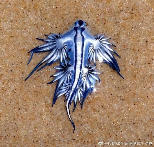 藍龍魚的圖片大全高清圖
