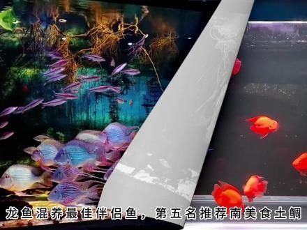 龍魚和虎魚怎樣搭配養魚 龍魚和虎魚怎樣搭配養魚 龍魚百科 第6張