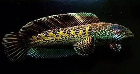 眼鏡蛇雷龍魚分公母：眼鏡蛇雷龍魚怎么區分公母