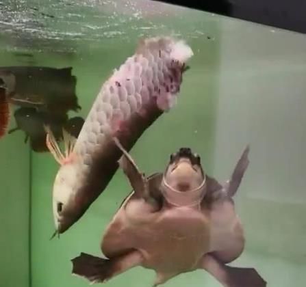金龍魚和烏龜能混養嗎：金龍魚和烏龜能不能混養 金龍魚和烏龜能混養嗎：金龍魚和烏龜能不能混養 龍魚百科 第1張