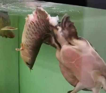 金龍魚和烏龜能混養嗎：金龍魚和烏龜能不能混養 金龍魚和烏龜能混養嗎：金龍魚和烏龜能不能混養 龍魚百科 第3張