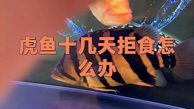 虎紋恐龍魚不吃食物怎么辦
