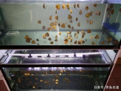 金龍魚起白毛什么原因：金龍魚起白毛是什么原因