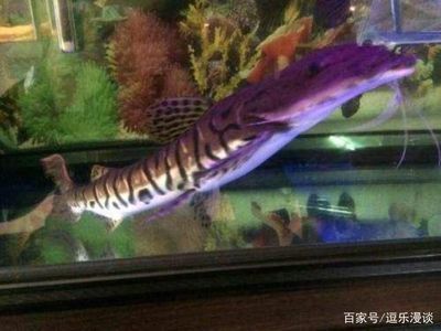 鯊魚龍魚混養：鯊魚與龍魚混養的可能性及其潛在的風險和益處 鯊魚龍魚混養：鯊魚與龍魚混養的可能性及其潛在的風險和益處 龍魚百科 第2張