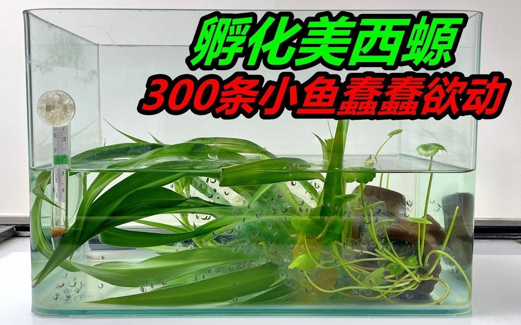 六角龍魚繁殖時需要哪些環境刺激？