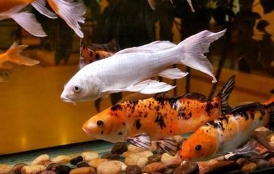大小銀龍魚能一起養(yǎng)嗎（銀龍魚可以和什么魚混養(yǎng)）