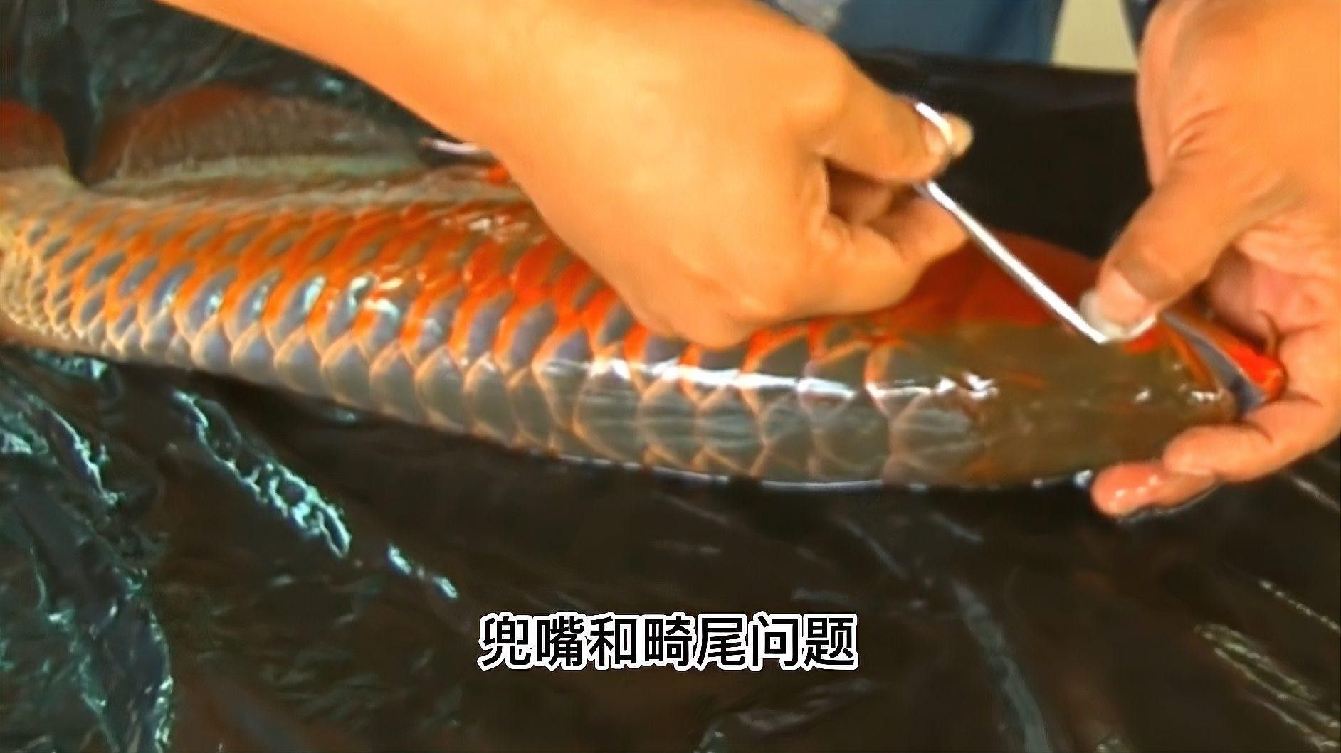 龍魚眼睛手術費用多少