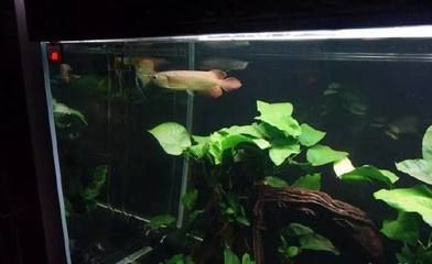 龍魚(yú)組合成一個(gè)網(wǎng)名叫什么好聽(tīng)（龍魚(yú)組合網(wǎng)名可以叫做“龍游四海”或“龍騰九洲”）