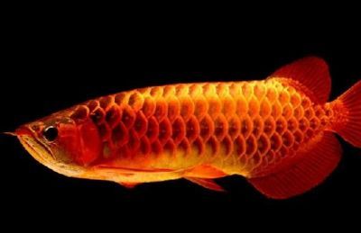 龍魚在風(fēng)水中的作用：龍魚在風(fēng)水中具有重要的地位