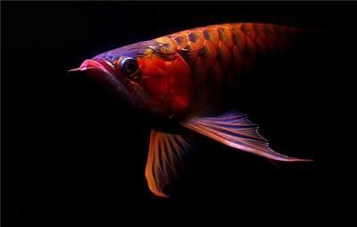 龍魚在風水中的作用：龍魚在風水中具有重要的地位