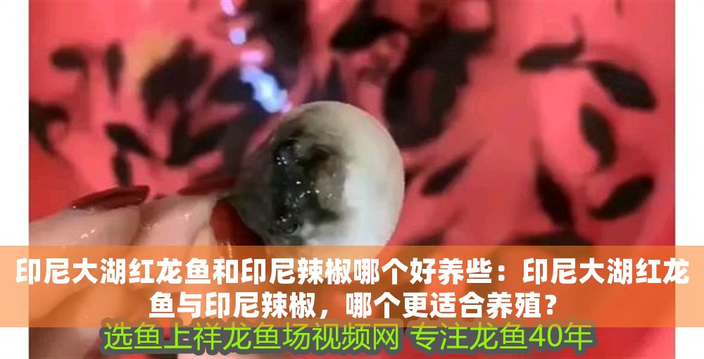 紅龍魚的壽命最長能活多少年啊圖片：紅龍魚的壽命最長能活多少年？揭秘紅龍魚的長壽秘訣