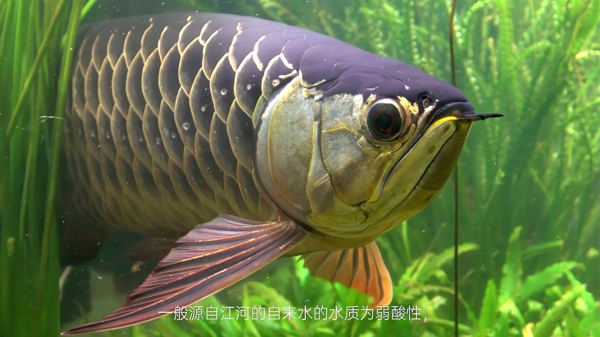 金龍魚對水質有何要求？