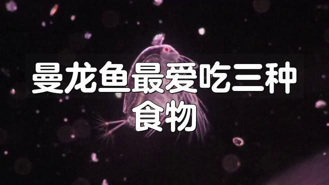 曼龍魚繁殖期間需要特殊飼料嗎？ 曼龍魚繁殖期間需要特殊飼料嗎？ 龍魚百科 第4張