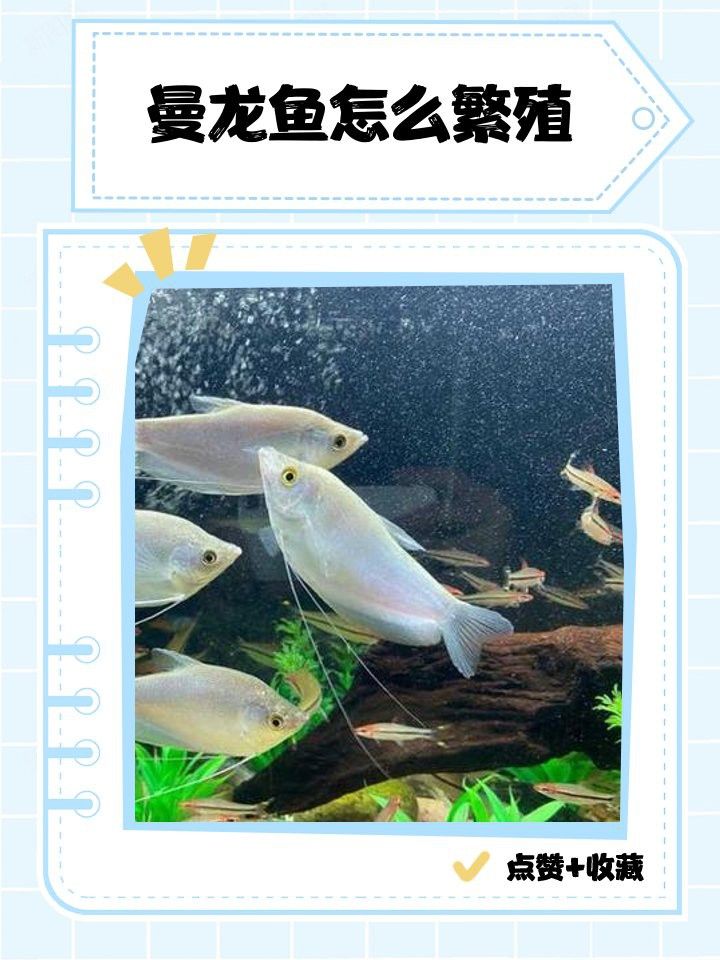 曼龍魚繁殖期間需要特殊飼料嗎？ 曼龍魚繁殖期間需要特殊飼料嗎？ 龍魚百科 第6張