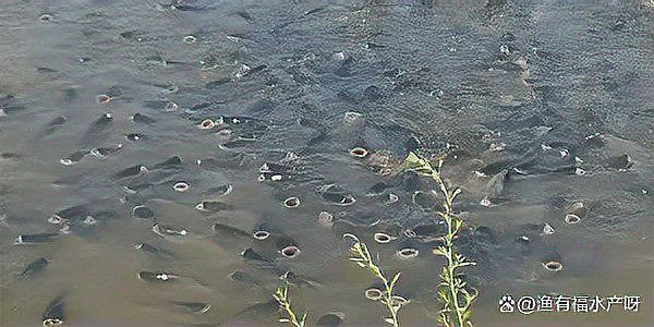 魚浮頭最簡單處理方法 魚浮頭最簡單處理方法 龍魚百科 第3張