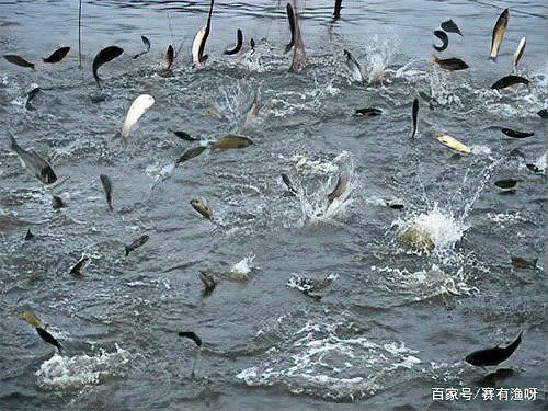 魚浮頭最簡單處理方法 魚浮頭最簡單處理方法 龍魚百科 第9張