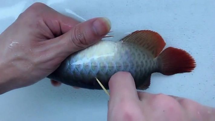 龍魚怎么去除寄生蟲病視頻：龍魚去除寄生蟲病的文字描述和步驟，幫助您了解如何治療龍魚的寄生蟲病