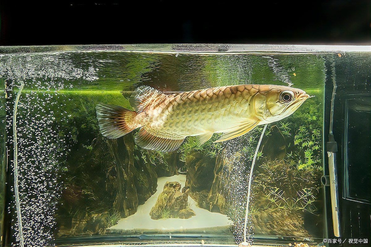 如何預防龍魚錯鱗和亂鱗？