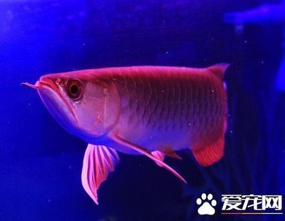龍魚跳缸對它的危害（龍魚跳缸可能會導致以下危害）