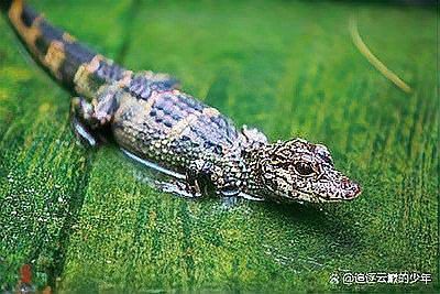 土龍魚是什么魚類的