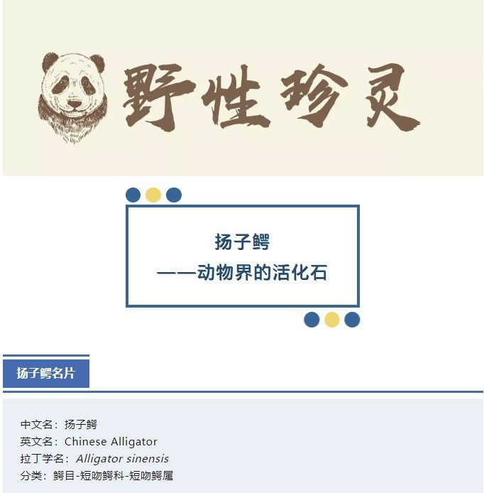 土龍魚是什么魚類的