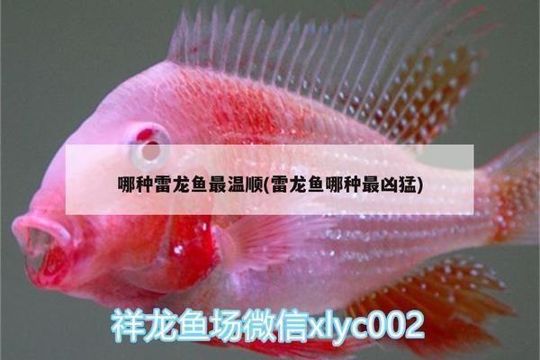 哪種雷龍魚最溫順，七彩雷龍魚適合新手嗎酒紅雷龍魚的飼養技巧
