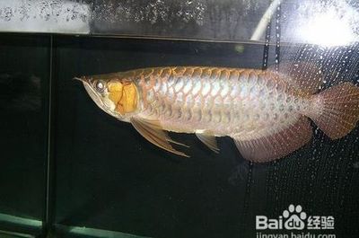 龍魚長身好還是短身好（龍魚長身好還是短身好，在選擇龍魚時，長身龍魚和短身好）