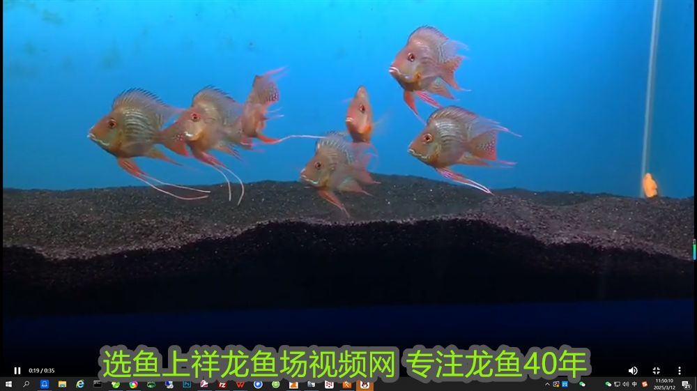 如何讓紅龍魚更紅一點呢：如何讓紅龍魚更紅一點，全面指南 如何讓紅龍魚更紅一點呢：如何讓紅龍魚更紅一點，全面指南 龍魚百科 第2張