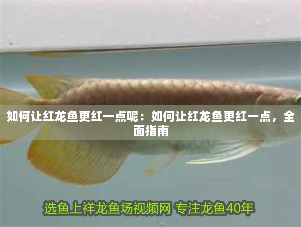 如何讓紅龍魚更紅一點呢：如何讓紅龍魚更紅一點，全面指南 如何讓紅龍魚更紅一點呢：如何讓紅龍魚更紅一點，全面指南 龍魚百科 第1張