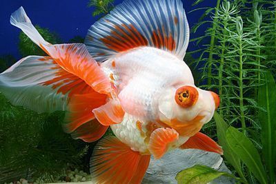龍魚購(gòu)買渠道有哪些種類的，龍魚市場(chǎng)價(jià)格對(duì)比分析