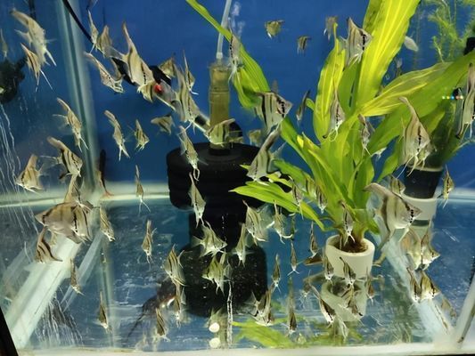 龍魚購(gòu)買渠道有哪些種類的，龍魚市場(chǎng)價(jià)格對(duì)比分析